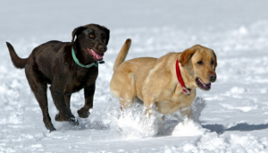 dogs-snow-running