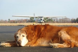 Hond in vliegtuig